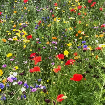 Frisch in den Frühling - Wir lassen unsere Website neu erblühen